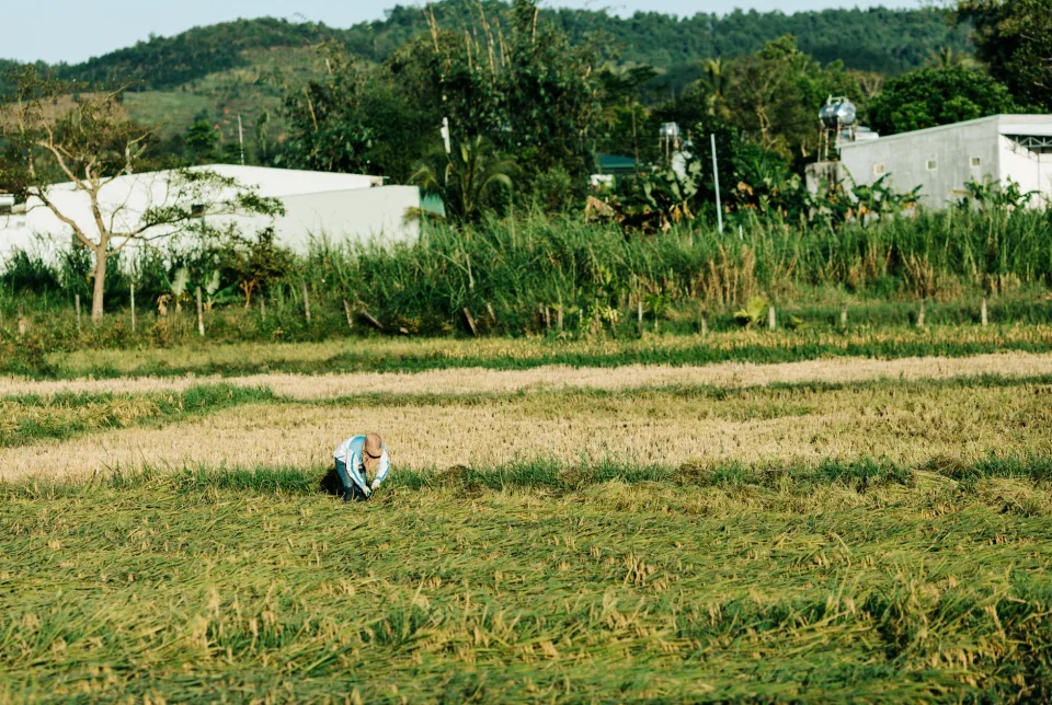 Kho gạo của Đặng Hồng Thái