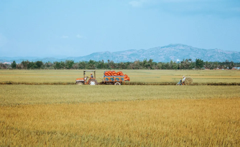 Cân và đóng bao